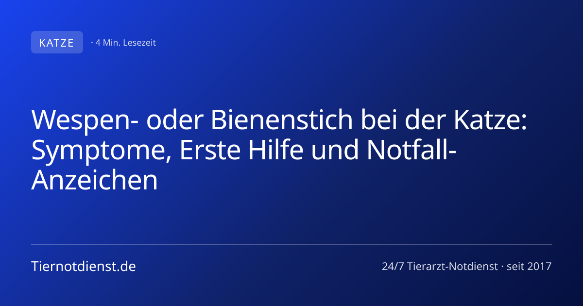 Wespen- oder Bienenstich bei der Katze: Symptome, Erste Hilfe und ...